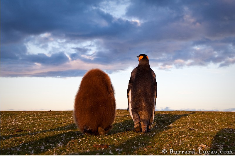 ��֪����ô��Ұ��������д�漯�𣿣�ͼ��