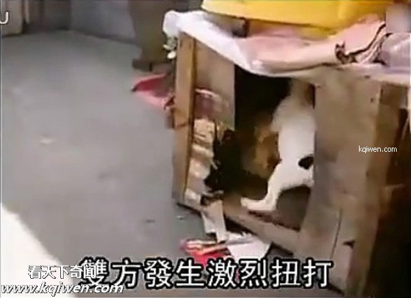 ��ɫС�������컯�����Ｆ(��ͼ)